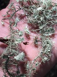 Usnea intermedia image