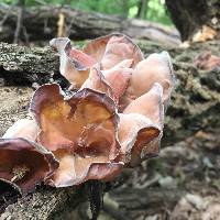 Auricularia americana image