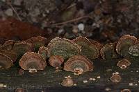 Trametes versicolor image