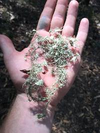 Usnea intermedia image