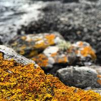 Xanthoria parietina var. parietina image