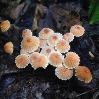 Marasmius siccus image