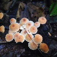 Marasmius siccus image