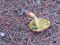 Boletus pseudosensibilis image