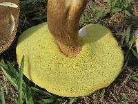 Boletus variipes var. fagicola image