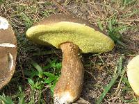 Boletus variipes var. fagicola image