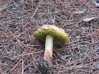 Boletus pseudosensibilis image