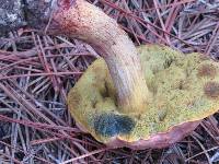 Boletus pseudosensibilis image