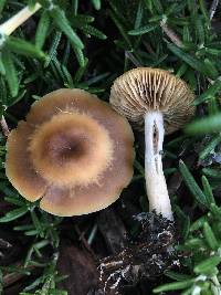 Psilocybe ovoideocystidiata image