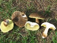 Boletus variipes var. fagicola image