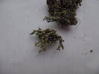 Cladonia squamosa image