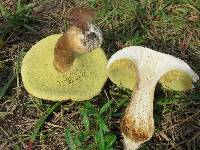 Boletus variipes var. fagicola image