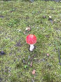 Amanita muscaria image