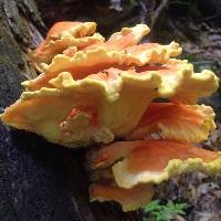 Laetiporus sulphureus image