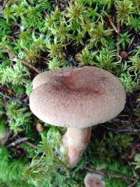 Lactarius mammosus image