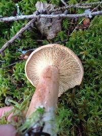 Lactarius mammosus image