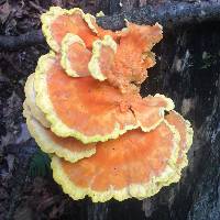 Laetiporus sulphureus image