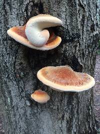 Image of Polyporus hispidus