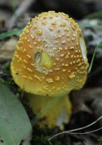 Amanita augusta image