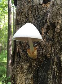 Amanita vaginata image