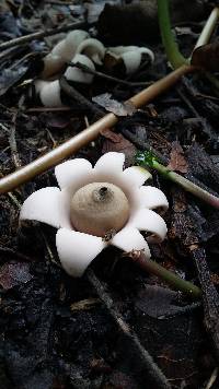 Geastrum saccatum image