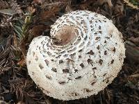 Chlorophyllum brunneum image