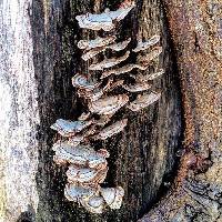 Trametes versicolor image