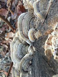 Trametes versicolor image