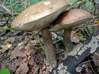 Leccinum scabrum image