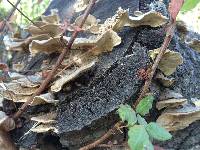 Trametes versicolor image