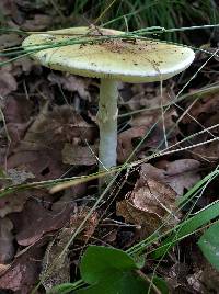 Amanita phalloides image