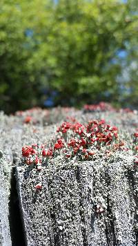 Cladonia cristatella image