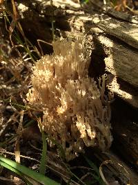 Artomyces pyxidatus image