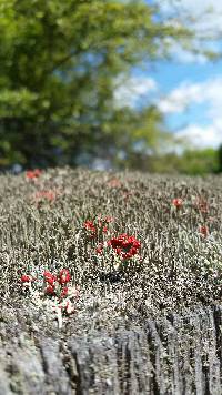 Cladonia cristatella image