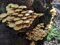 Armillaria mellea image