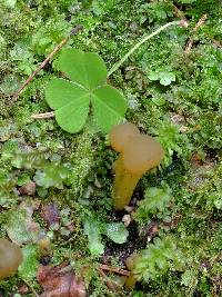 Leotia lubrica image