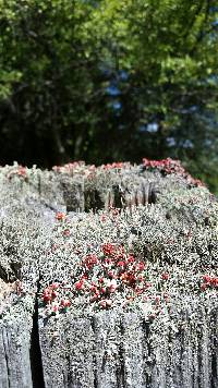 Cladonia cristatella image