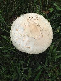 Chlorophyllum molybdites image