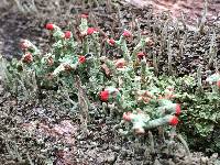 Cladonia cristatella image