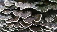 Trametes versicolor image