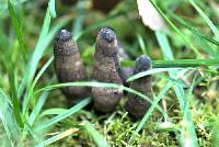 Xylaria polymorpha image