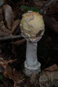 Amanita velatipes image