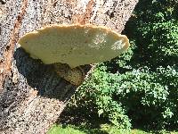 Polyporus squamosus image