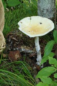 Amanita velatipes image