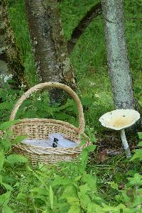 Amanita velatipes image