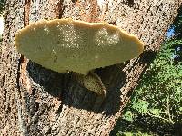 Polyporus squamosus image