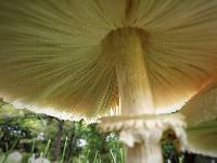 Chlorophyllum molybdites image