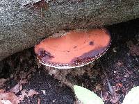 Ganoderma applanatum image