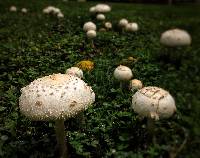 Chlorophyllum molybdites image