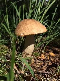 Leccinum scabrum image